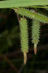 Cypress swamp sedge